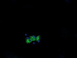 KIF25 Antibody - Anti-KIF25 mouse monoclonal antibody immunofluorescent staining of COS7 cells transiently transfected by pCMV6-ENTRY KIF25.