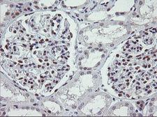 KIF25 Antibody - IHC of paraffin-embedded Human Kidney tissue using anti-KIF25 mouse monoclonal antibody.