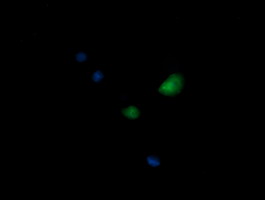 KIF25 Antibody - Anti-KIF25 mouse monoclonal antibody immunofluorescent staining of COS7 cells transiently transfected by pCMV6-ENTRY KIF25.