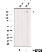 KIF26B Antibody - Western blot analysis of extracts of MCF-7 cells using KIF26B antibody. The lane on the left was treated with blocking peptide.