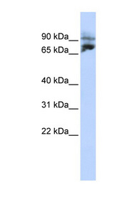 KIF2A Antibody - KIF2A antibody Western blot of HepG2 cell lysate. This image was taken for the unconjugated form of this product. Other forms have not been tested.