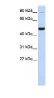 KIF2A Antibody - KIF2A antibody Western blot of 721_B cell lysate. This image was taken for the unconjugated form of this product. Other forms have not been tested.