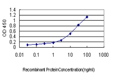 KIF2A Antibody - Detection limit for recombinant GST tagged KIF2 is approximately 0.1 ng/ml as a capture antibody.