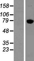 KIF2A Protein - Western validation with an anti-DDK antibody * L: Control HEK293 lysate R: Over-expression lysate