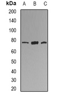 KIF2B Antibody - Western blot analysis of KIF2B expression in U937 (A); mouse lung (B); rat lung (C) whole cell lysates.