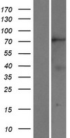 KIF2B Protein - Western validation with an anti-DDK antibody * L: Control HEK293 lysate R: Over-expression lysate
