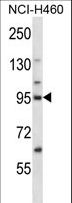 KIF2C / MCAK Antibody - KIF2C Antibody western blot of NCI-H460 cell line lysates (35 ug/lane). The KIF2C antibody detected the KIF2C protein (arrow).