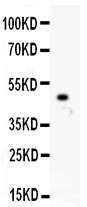 KIF2C / MCAK Antibody - MCAK antibody Western blot. All lanes: Anti MCAK at 0.5 ug/ml. WB: Recombinant Human MCAK Protein 0.5ng. Predicted band size: 48 kD. Observed band size: 48 kD.