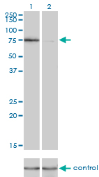KIF2C / MCAK Antibody - Western blot of KIF2C over-expressed 293 cell line, cotransfected with KIF2C Validated Chimera RNAi (Lane 2) or non-transfected control (Lane 1). Blot probed with KIF2C monoclonal antibody, clone 1G2. GAPDH ( 36.1 kD ) used as specificity.