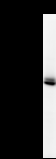 KIF2C / MCAK Antibody - Detection of human KIF2C by Western blot. Samples: Whole cell lysate (25 ug) from HeLa cells. Predicted molecular weight: 81 kDa