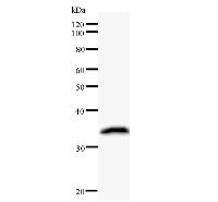 KIF2C / MCAK Antibody - Western blot analysis of immunized recombinant protein, using anti-KIF2C monoclonal antibody.