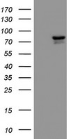 KIF2C / MCAK Antibody - HEK293T cells were transfected with the pCMV6-ENTRY control (Left lane) or pCMV6-ENTRY KIF2C (Right lane) cDNA for 48 hrs and lysed. Equivalent amounts of cell lysates (5 ug per lane) were separated by SDS-PAGE and immunoblotted with anti-KIF2C.