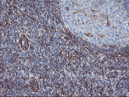 KIF2C / MCAK Antibody - IHC of paraffin-embedded Human tonsil using anti-KIF2C mouse monoclonal antibody. (Heat-induced epitope retrieval by 10mM citric buffer, pH6.0, 100C for 10min).