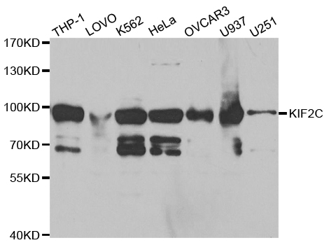 KIF2C / MCAK Antibody - Western blot analysis of extracts of various cell lines.