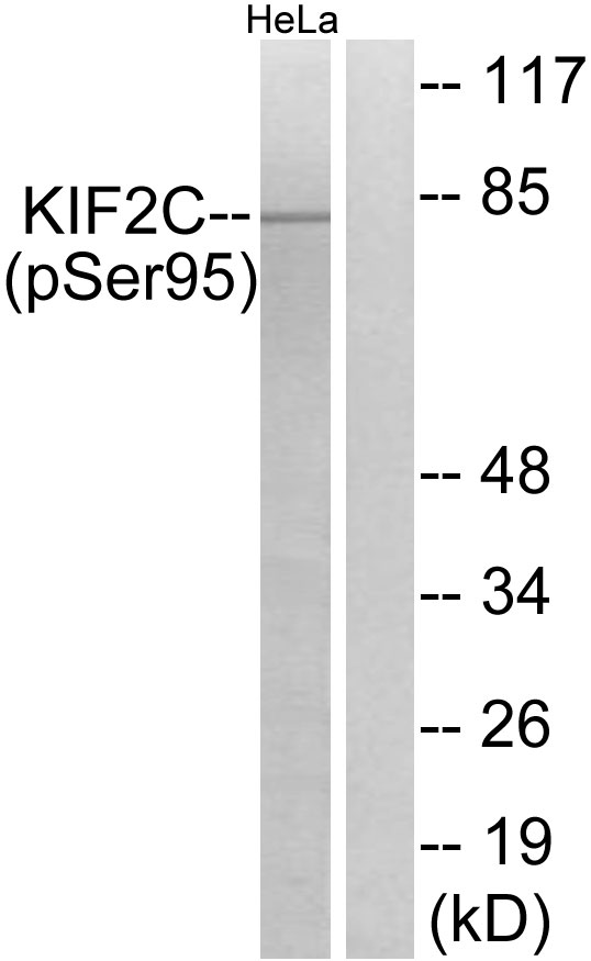 KIF2C / MCAK Antibody - Western blot analysis of lysates from HeLa cells treated with TNF 10ng/ml 30', using KIF2C (Phospho-Ser95) Antibody. The lane on the right is blocked with the phospho peptide.