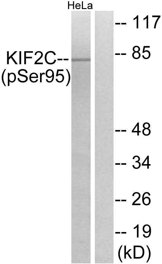 KIF2C / MCAK Antibody - Western blot analysis of extracts from HeLa cells, treated with TNF (10ng/ml, 30mins), using KIF2C (Phospho-Ser95) antibody.