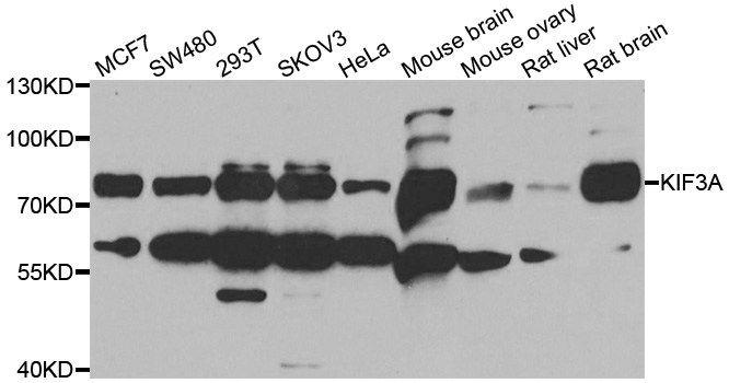 KIF3A Antibody - Western blot analysis of extracts of various cell lines.