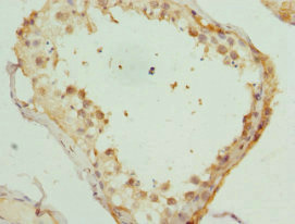 KIF3A Antibody - Immunohistochemistry of paraffin-embedded human testis at dilution 1:100