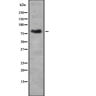 KIF3A Antibody - Western blot analysis of KIF3A using RAW264.7 whole cells lysates