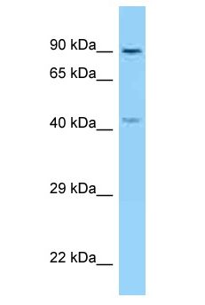 KIF3B Antibody - KIF3B antibody Western Blot of Mouse Thymus. Antibody dilution: 1 ug/ml.  This image was taken for the unconjugated form of this product. Other forms have not been tested.