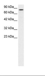 KIF3B Antibody - HepG2 Cell Lysate.  This image was taken for the unconjugated form of this product. Other forms have not been tested.