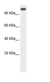 KIF3C Antibody - Hela Cell Lysate.  This image was taken for the unconjugated form of this product. Other forms have not been tested.