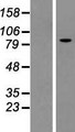 KIF3C Protein - Western validation with an anti-DDK antibody * L: Control HEK293 lysate R: Over-expression lysate