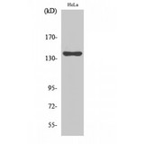 KIF4A Antibody - Western blot of KIF4A antibody