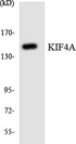KIF4A Antibody - Western blot analysis of the lysates from HeLa cells using KIF4A antibody.