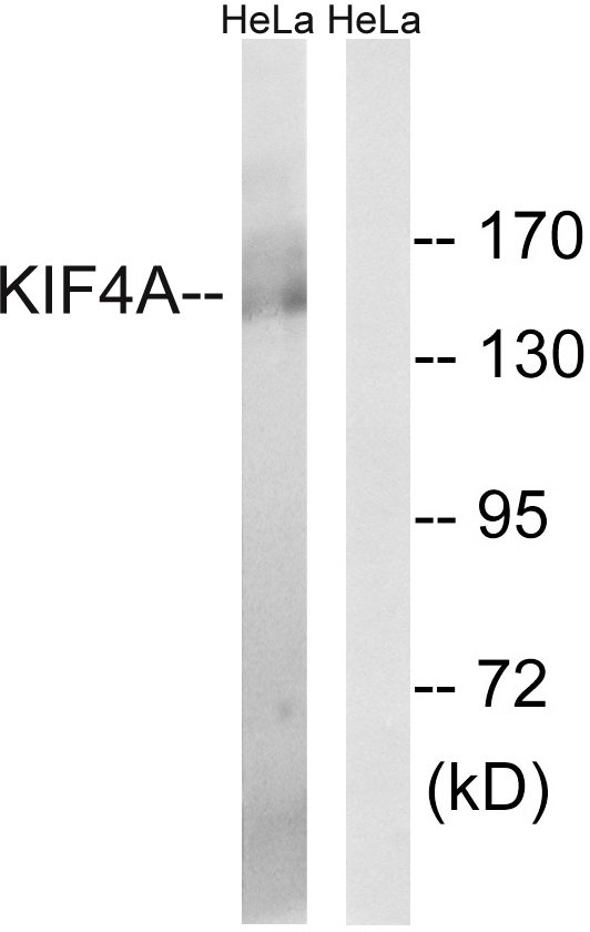 KIF4A Antibody - Western blot analysis of lysates from HeLa cells, using KIF4A Antibody. The lane on the right is blocked with the synthesized peptide.