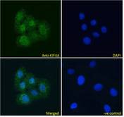 KIF4A Antibody - KIF4A antibody immunofluorescence analysis of paraformaldehyde fixed U2OS cells, permeabilized with 0.15% Triton. Primary incubation 1hr (10ug/ml) followed by Alexa Fluor 488 secondary antibody (4ug/ml), showing nuclear staining. The nuclear stain is DAPI (blue). Negative control: Unimmunized goat IgG (10ug/ml) followed by Alexa Fluor 488 secondary antibody (2ug/ml).