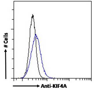 KIF4A Antibody - KIF4A antibody flow cytometric analysis of paraformaldehyde fixed HEK293 cells (blue line), permeabilized with 0.5% Triton. Primary incubation 1hr (10ug/ml) followed by Alexa Fluor 488 secondary antibody (4ug/ml). IgG control: Unimmunized goat IgG (black line) followed by Alexa Fluor 488 secondary antibody.