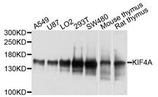 KIF4A Antibody - Western blot analysis of extracts of various cells.