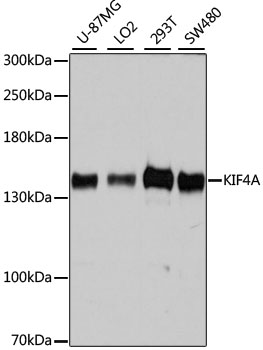 KIF4A Antibody - Western blot analysis of extracts of various cell lines, using KIF4A antibody at 1:7000 dilution. The secondary antibody used was an HRP Goat Anti-Rabbit IgG (H+L) at 1:10000 dilution. Lysates were loaded 25ug per lane and 3% nonfat dry milk in TBST was used for blocking. An ECL Kit was used for detection and the exposure time was 10s.