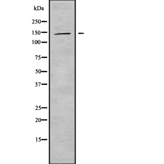 KIF4B Antibody - Western blot analysis of KIF4B using HepG2 whole cells lysates