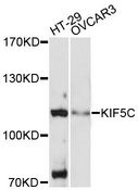 KIF5C Antibody - Western blot analysis of extracts of various cell lines, using KIF5C antibody at 1:3000 dilution. The secondary antibody used was an HRP Goat Anti-Rabbit IgG (H+L) at 1:10000 dilution. Lysates were loaded 25ug per lane and 3% nonfat dry milk in TBST was used for blocking. An ECL Kit was used for detection and the exposure time was 10s.