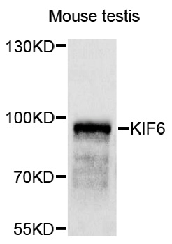 KIF6 Antibody - Western blot analysis of extracts of mouse testis.
