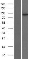 KIF6 Protein - Western validation with an anti-DDK antibody * L: Control HEK293 lysate R: Over-expression lysate