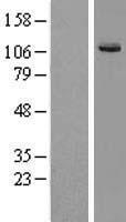 KIF7 Protein - Western validation with an anti-DDK antibody * L: Control HEK293 lysate R: Over-expression lysate