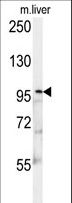KIF9 Antibody - KIF9 Antibody western blot of mouse liver tissue lysates (15 ug/lane). The KIF9 antibody detected KIF9 protein (arrow).