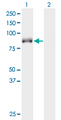 KIF9 Antibody - Western blot of KIF9 expression in transfected 293T cell line by KIF9 monoclonal antibody (M07), clone 4E9.