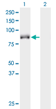KIF9 Antibody - Western blot of KIF9 expression in transfected 293T cell line by KIF9 monoclonal antibody (M07), clone 4E9.