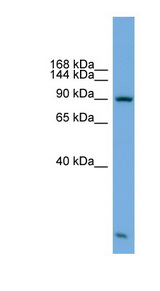 KIFAP3 / KAP3 Antibody - KIFAP3 antibody Western blot of PANC1 cell lysate. This image was taken for the unconjugated form of this product. Other forms have not been tested.