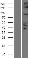 KIFC2 / Kinesin C2 Protein - Western validation with an anti-DDK antibody * L: Control HEK293 lysate R: Over-expression lysate