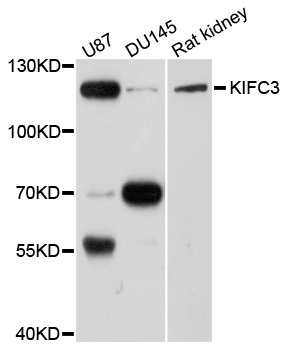 KIFC3 Antibody - Western blot analysis of extracts of various cells.
