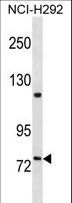KIND2 / FERMT2 Antibody - FERMT2 Antibody western blot of NCI-H292 cell line lysates (35 ug/lane). The FERMT2 antibody detected the FERMT2 protein (arrow).