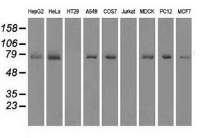 KIND2 / FERMT2 Antibody - Western blot of extracts (35 ug) from 9 different cell lines by using anti-FERMT2 monoclonal antibody.