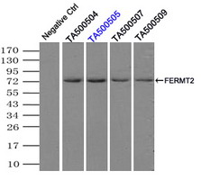 KIND2 / FERMT2 Antibody - Immunoprecipitation(IP) of FERMT2 by using monoclonal anti-FERMT2 antibodies (Negative control: IP without adding anti-FERMT2 antibody.). For each experiment, 500ul of DDK tagged FERMT2 overexpression lysates (at 1:5 dilution with HEK293T lysate), 2 ug of anti-FERMT2 antibody and 20ul (0.1 mg) of goat anti-mouse conjugated magnetic beads were mixed and incubated overnight. After extensive wash to remove any non-specific binding, the immuno-precipitated products were analyzed with rabbit anti-DDK polyclonal antibody.