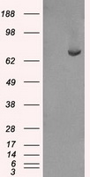 KIND2 / FERMT2 Antibody - HEK293T cells were transfected with the pCMV6-ENTRY control (Left lane) or pCMV6-ENTRY FERMT2 (Right lane) cDNA for 48 hrs and lysed. Equivalent amounts of cell lysates (5 ug per lane) were separated by SDS-PAGE and immunoblotted with anti-FERMT2.