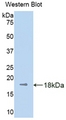 Kinesin 5A / KIF5A Antibody - Western Blot; Sample: Recombinant protein.